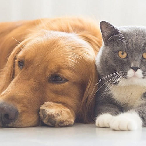 Percheziții în Iași pentru înșelăciuni în vânzarea animalelor de companie