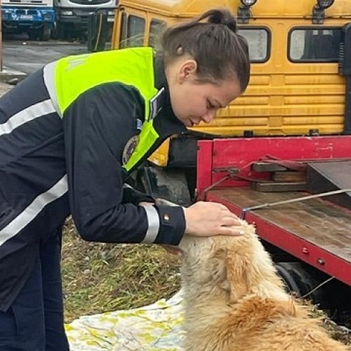 Abandonul animalelor sancționat de poliție în Satu Mare