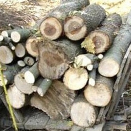Tânăr din Hodod suspectat de furt de arbori