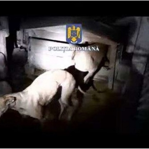 Arrestări după o acțiune de braconaj în Satu Mare