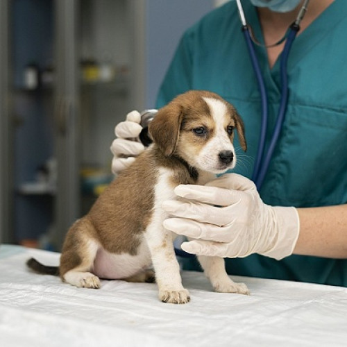 Bărbat reținut pentru exercitarea ilegală a profesiei de medic veterinar în Viile Satu Mare
